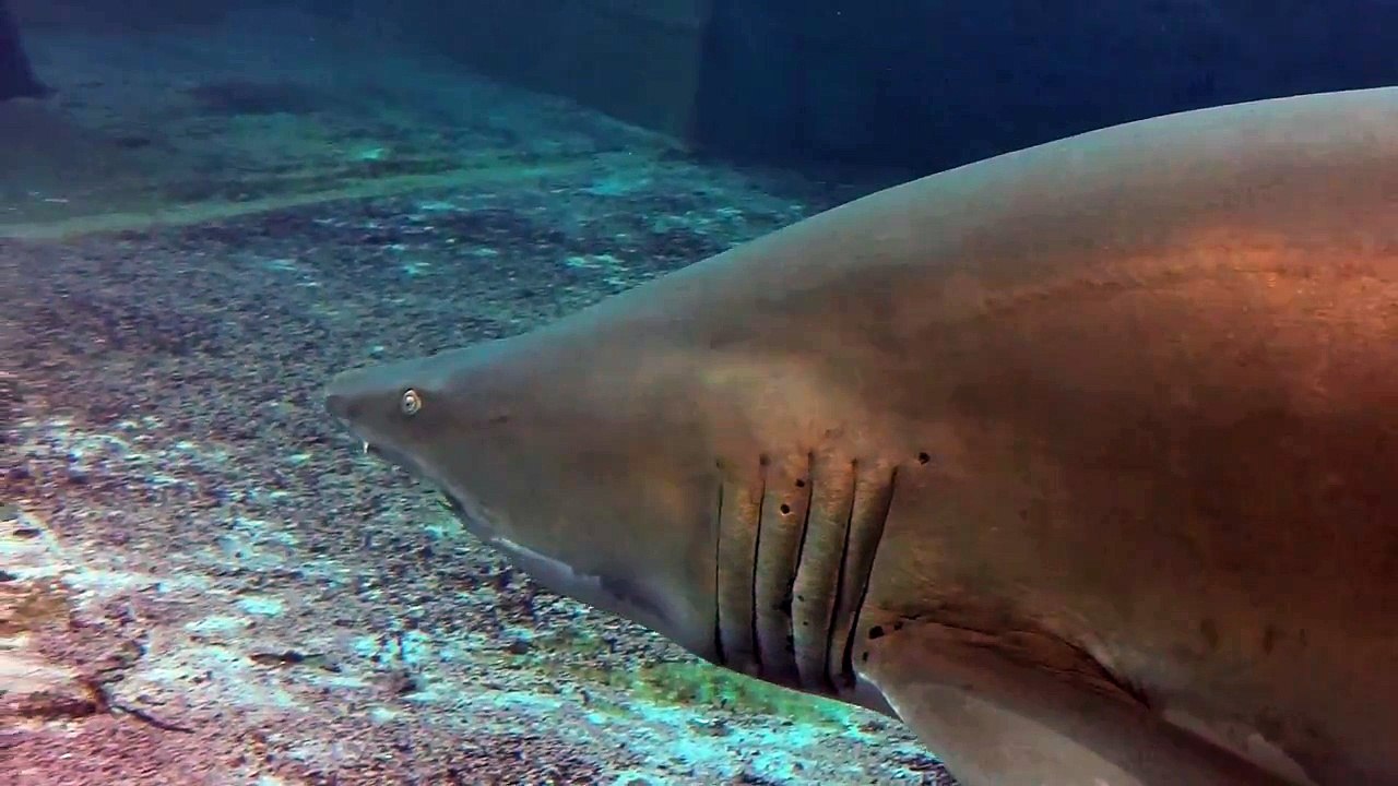 Sand Tiger Shark