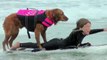 Surf dog Ricochet - Adaptive surfing highlights raw footage