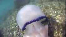 medusa gigante a barcola Trieste pesca sub apnea lm3lm