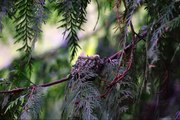 Rufous Hummingbird feeding 2 babies in a nest