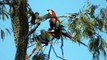 Psittacidae family, parrots and macaws, wild birs, Fauna,
