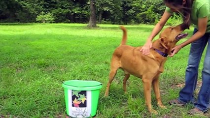 Keep Arkansas Beautiful! Don't Be a Litter Bug!