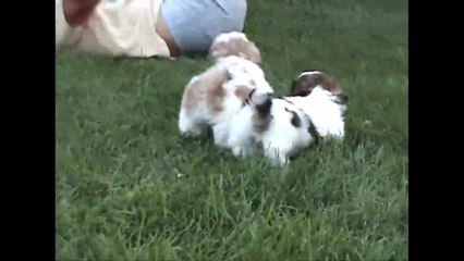 Shih Tzu..."Katie"