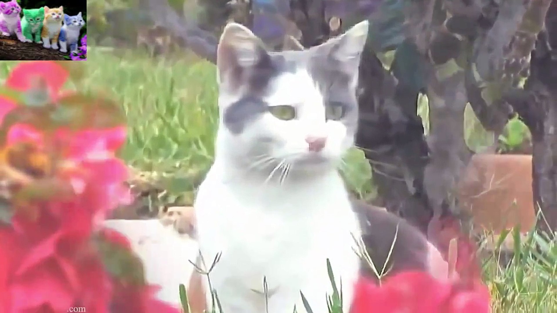 Funny Cat Videos 2015 Funny Cats Videos Funny Cats Compilation Funny Animals