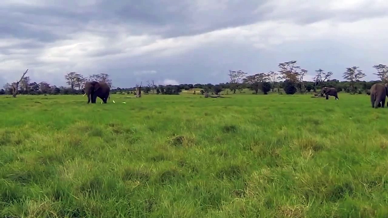 Elephants from Above