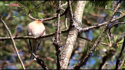 Nefes Alan Topraklar / Denizli