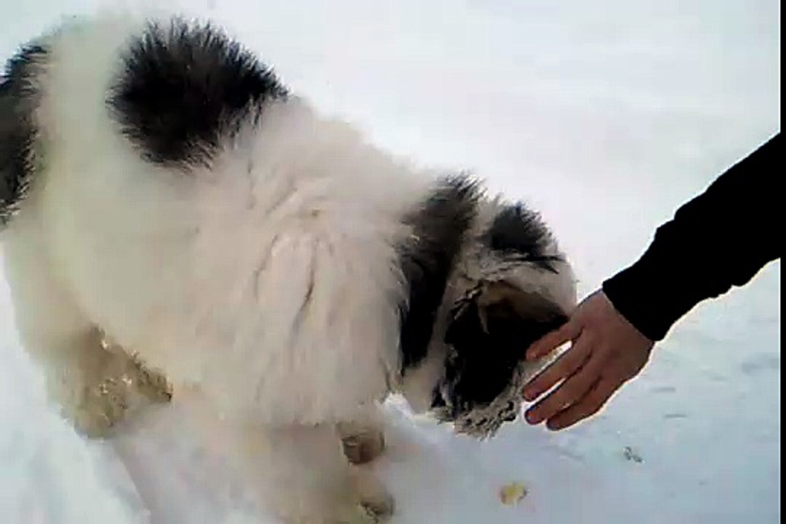 Ciobanesc Mioritic Video Dailymotion