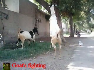 Goat's fighting (PSH)