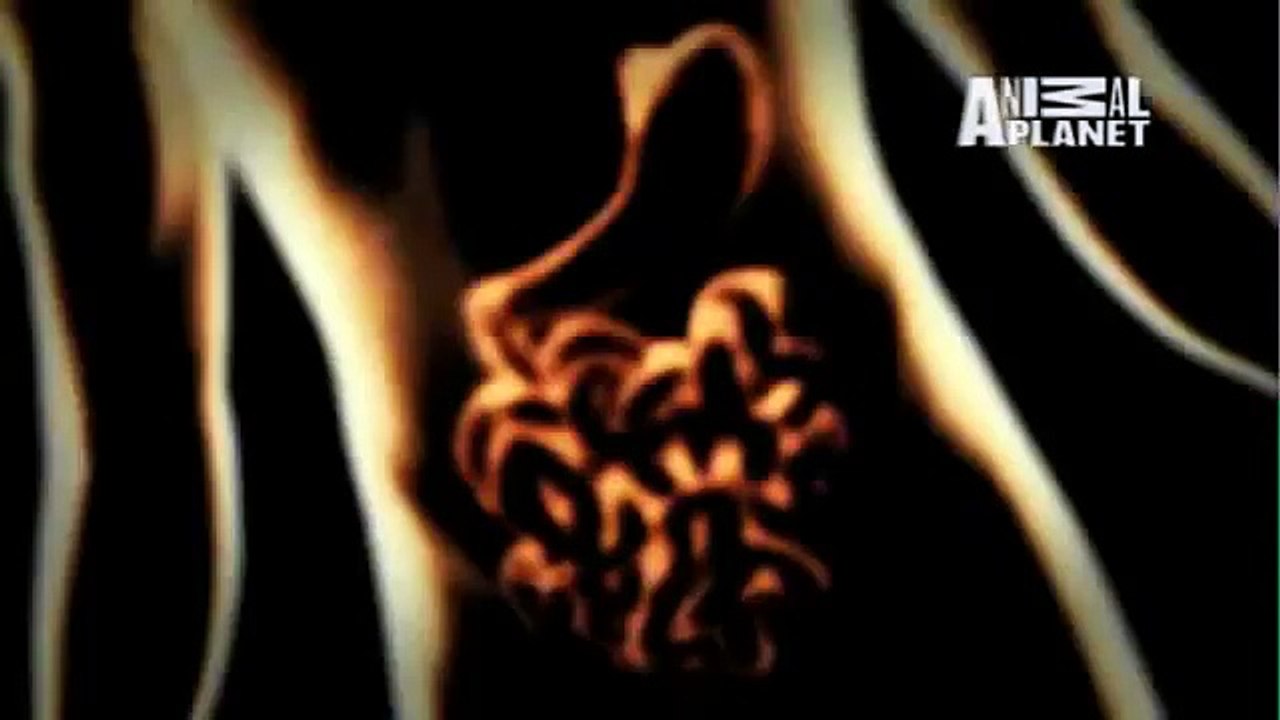 Monsters Inside Me: Pork Tapeworm