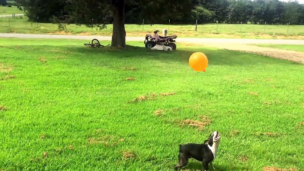 Rose Plays with a Balloon