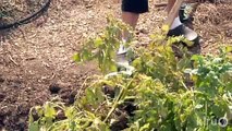 Sunshine Community Gardens|Central Texas Gardener