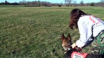 German Shepherd puppy trains for search and rescue