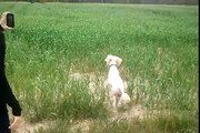 Dogs jumping into tall grass