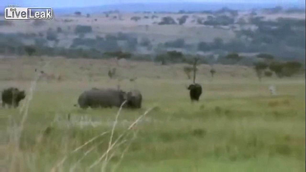 LiveLeak - Very tough fight by 2 giants to the death-copypasteads.com