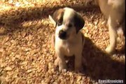 St. Bernard Puppy Kensi Comes Home and Meets Cat