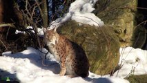 Nationalpark Bayer. Wald: Luchs (Lynx lynx) bei Kosmetik und Schönheitspflege