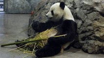 Papa Tian Tian Panda Eating Bamboo 4/15/2014