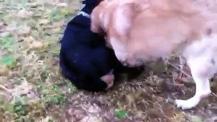 Rottweiler vs golden retriever!