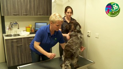 Anaalklieren hond Dierapotheker.nl
