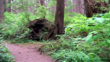 Twilight in Forks Video