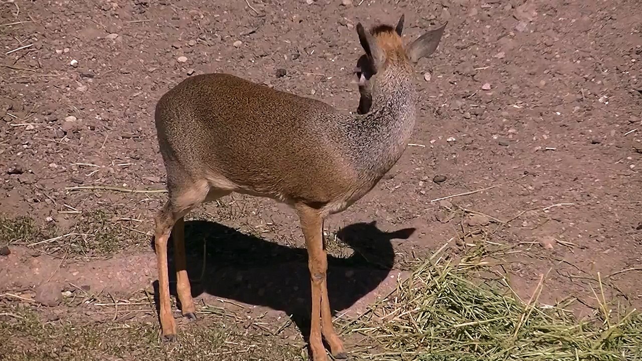 Kirks Dik Dik Antelope