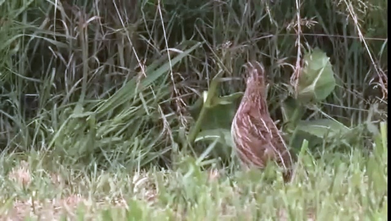Common quail (Coturnix coturnix) calling