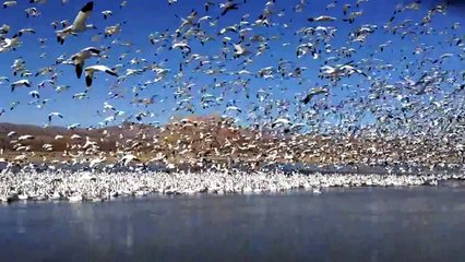 Snow Geese BLAST-OFF at Bosque Del Apache, New Mexico