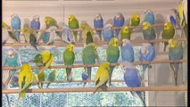 Burke's Backyard, Glowing Budgies