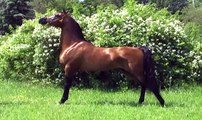 2009 Scottsdale Chestnuthill Arabians & Rohara Arabians