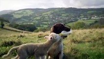 Un chien donne le biberon à un agneau