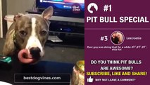 Best Pit Bull terrier vines Dog vine compilation July Ep 1 Funny American Pit bulls videos