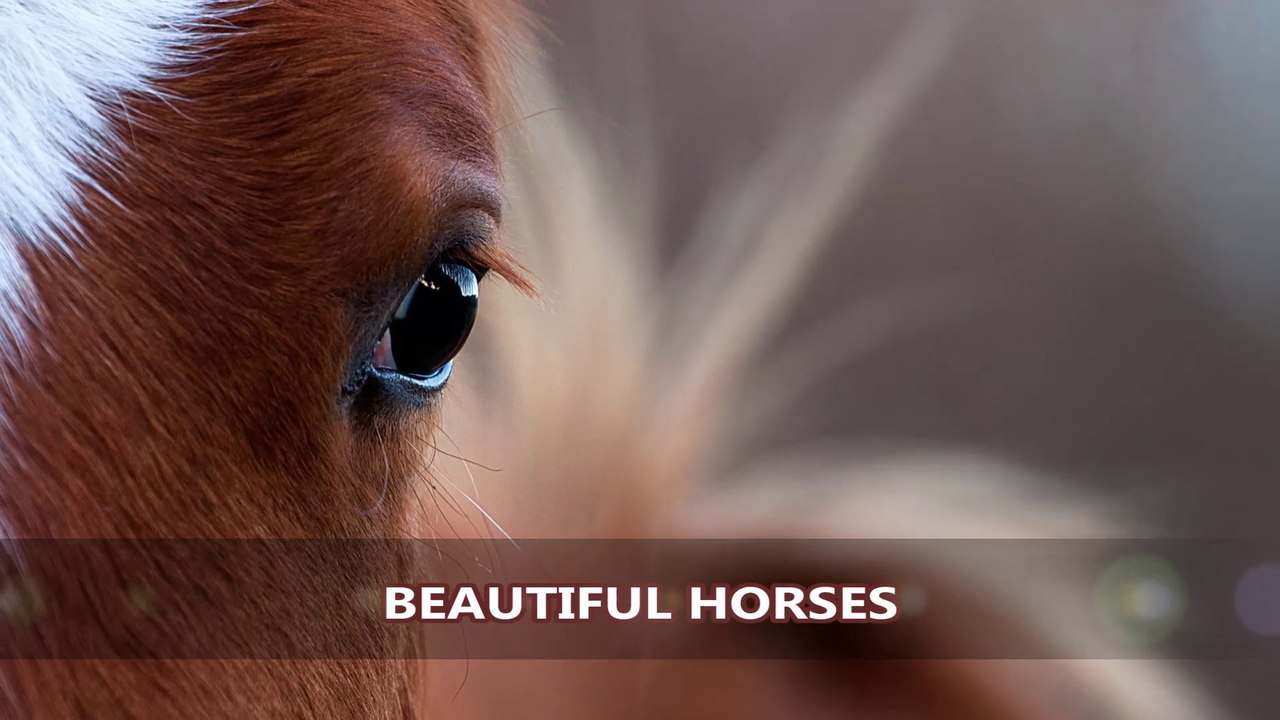 BEAUTIFUL HORSES - EQUITHERAPIE