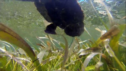 Hawksbill sea turtle rescued in Turneffe Atoll, Belize