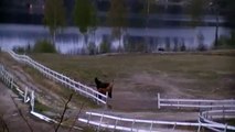 Elch trifft auf Pferde Moose meets horses