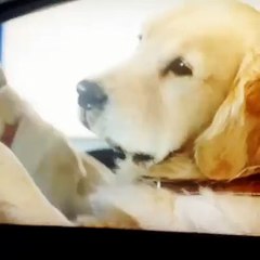 孟金龍皇冠 好玩 Videos - Lab vs Poodle