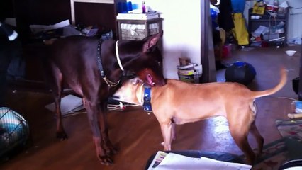 Pitbull vs Dobermann
