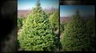 Christmas Trees Indiana PA 15701 | 814-948-4990 | Pineton Tree Farms