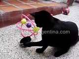 funny videos cat with mechanic mouse, gato con raton mecanico