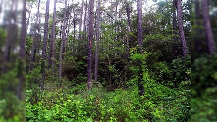 5 Extremely Creepy And Haunted Forests