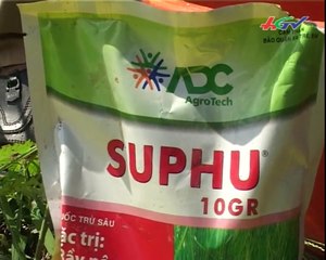 Cánh Đồng Mơ Ước-Kỹ thuật bón phân đón đòng