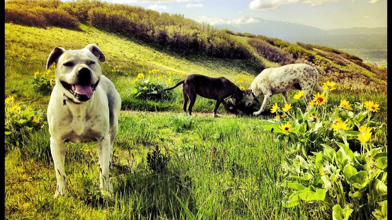 Fiona the Elderbull - RIP Sweet Mama