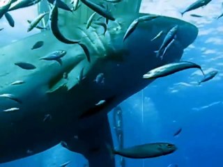 Des images incroyables du plus grand requin blanc jamais filmé !
