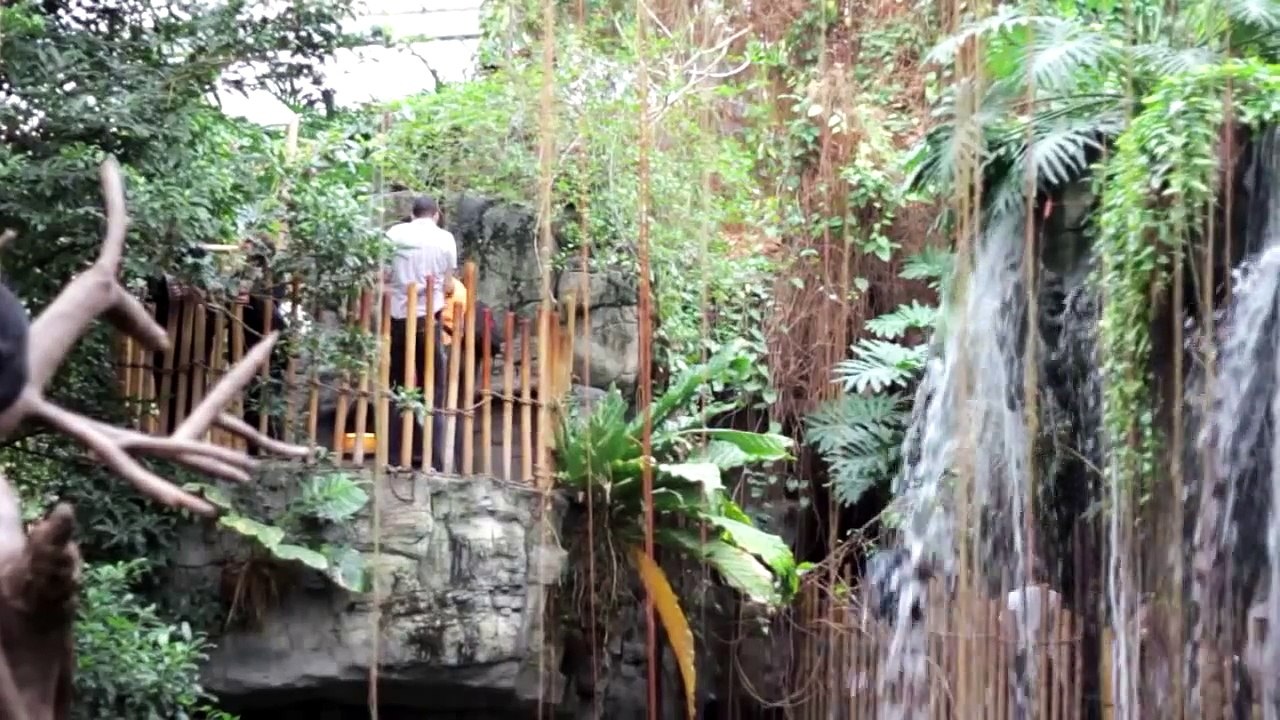 The Lied Jungle