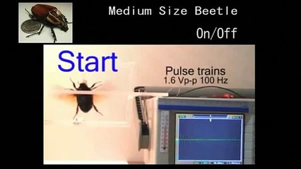 remote controlled beetle by DARPA