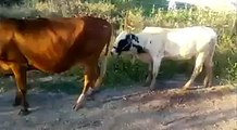 a bull mate a cow