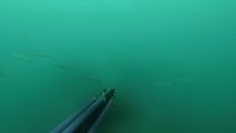 Team Mare Nostra été 2015 Partie I /chasse sous marine sars barracudas dorades mulets soles limon