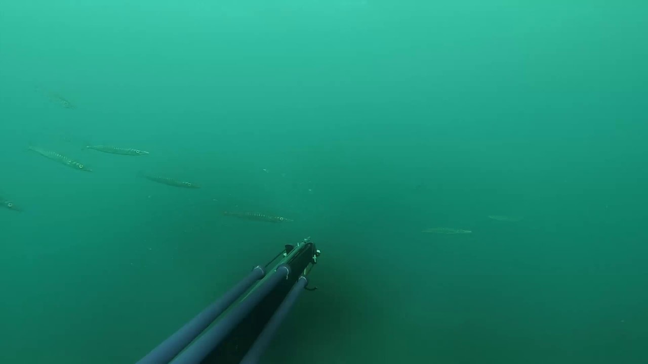 Team Mare Nostra été 2015 Partie I /chasse sous marine sars barracudas dorades mulets soles limon