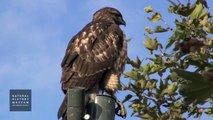 Red-Tailed Hawk Perched On Light Post At NHM Wildlife Gardens