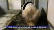 Giant panda gives birth to twins at Atlanta zoo