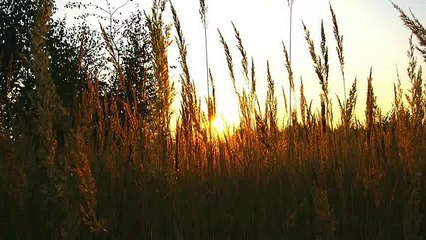 Альянс — На заре